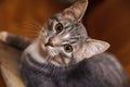 Domestic short-haired young whiskered cat sitting and looking