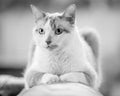 Domestic Shorthair cat on the arm of a leather sofa looking forwards