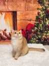 Domestic shorthair cat on a beige carpet with a Christmas tree in the background