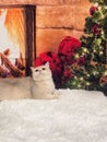 Domestic shorthair cat on a beige carpet with a Christmas tree in the background