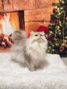 Domestic shorthair cat on a beige carpet with a Christmas tree in the background