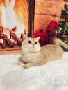 Domestic shorthair cat on a beige carpet with a Christmas tree in the background