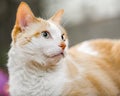 Domestic Shorthair cat looking to the side head and shoulders