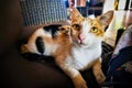 Domestic shorthair cat is perched atop a blue upholstered armchair, glancing off to the right