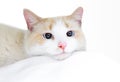 A domestic shorthair cat resting its head on a soft blanket Royalty Free Stock Photo