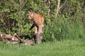 Domestic shorthair classic red tabby cat outdoors Royalty Free Stock Photo