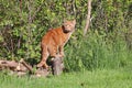 Domestic shorthair classic red tabby cat outdoors Royalty Free Stock Photo