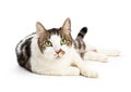 Domestic Shorthair Kitty White Tabby Markings Royalty Free Stock Photo