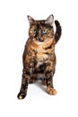 Domestic Shorthair Mixed Breed Calico Cat Sitting