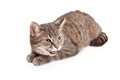 Domestic Shorthair Tabby Cat With Open Mouth