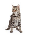 Domestic Shorthair Tabby Cat Sitting