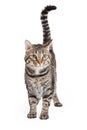 Domestic Shorthair Tabby Cat Standing