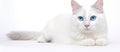 A white domestic cat with blue eyes lounges on a pale surface