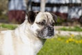 Domestic small dog breed pug looks intently into the distance on a neutral background, selective focus, Pets on a walk. Royalty Free Stock Photo