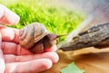 Domestic snail in a female hand. Large domestic snail, unusual pets . Keeping snails at home. Close-up