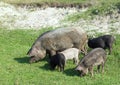 Domestic sow with piglings on green meadow Royalty Free Stock Photo