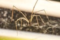 Domestic Spider Pholcus phalangioides 4