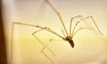 Domestic Spider Pholcus phalangioides 7