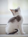 Domestic spotty kitten sits at a window.