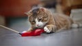 Domestic striped cat lies on a floor and plays Royalty Free Stock Photo