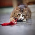 Domestic striped cat lies on a floor and plays Royalty Free Stock Photo