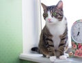 Domestic striped furry cat sits on windowsill near floral clock Royalty Free Stock Photo