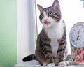 Domestic striped pet cat sits on windowsill near colorful clock Royalty Free Stock Photo