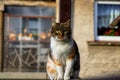 Domestic stylish kitten sitting in the corner. Plump cat watchs some move in garden. Intelligent cute cat. Interesting cat face. Royalty Free Stock Photo