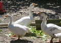 Domestic Swan Geese feeding on Spinach Royalty Free Stock Photo