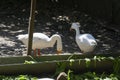 Domestic Swan Geese feeding on Spinach Royalty Free Stock Photo