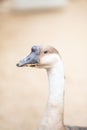 Domestic swan goose close up portrait, clean blurred background Royalty Free Stock Photo