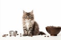 Domestic tabby cat with food bowl, isolated on white background, copy space for text placement