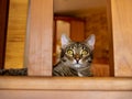 domestic tabby cat lies on the landing and carefully looks at the window with its yellow-green eyes with narrow pupils Royalty Free Stock Photo