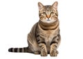 Domestic tabby cat on a transparent background