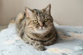 Domestic tabby grey cat lying on bed. Cat relax on the bed at home. Royalty Free Stock Photo