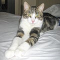 Domestic tabby grey white cat green eyes lying stretching paws on bed and looking at camera Royalty Free Stock Photo