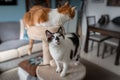 Vertical composition. Two brown cats play in a scratching tower 4