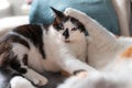 Black and white cat with blue eyes plays with another white cat on a sofa