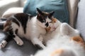 Two white domestic cats sleep together on a sofa 2