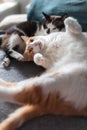 Vertical composition. Two domestic cats play together on a sofa