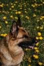 Domestic thoroughbred dog in wild flowers. Portrait profile close-up view from above. Beautiful young German Shepherd sitting in Royalty Free Stock Photo