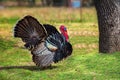 Domestic Tom turkey walking in the yard green grass Royalty Free Stock Photo