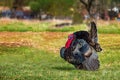 Domestic Tom turkey walking in the yard green grass Royalty Free Stock Photo