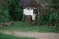 domestic traditional ukrainian old vintage farm in the green blooms, spring Royalty Free Stock Photo