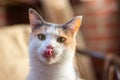 Domestic tricolor cat with yellow-green eyes sits indoors, licks shows tongue and looks at the camera. Close-up, selective focus