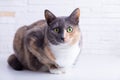 Domestic tricolor white, gray, red mestizo cat with yellow-green eyes against a white wall. Close-up Royalty Free Stock Photo