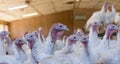 Turkey indoor farm