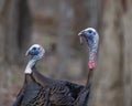 Domestic Turkey birds in the woods