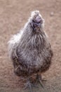 Domestic turkey chick in the outdoor bird yard.