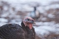 domestic turkey on farm, close-up of bird, poultry farm, portrait of turkey